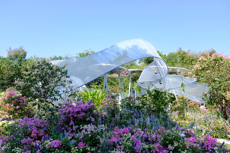 【精彩赏析】叶子花语梦,添香逐悦风 | 2019深圳簕杜鹃花展之悦动花园(图7) 图片