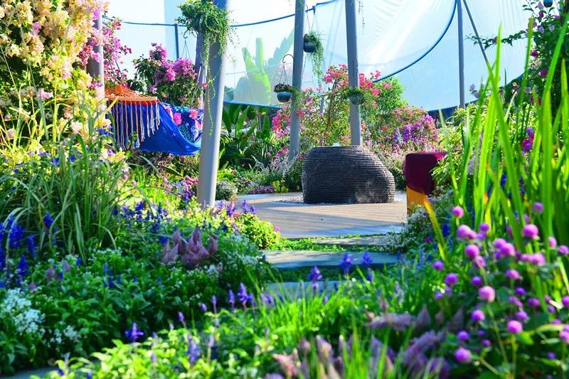 【精彩赏析】叶子花语梦,添香逐悦风 | 2019深圳簕杜鹃花展之悦动花园(图20) 图片